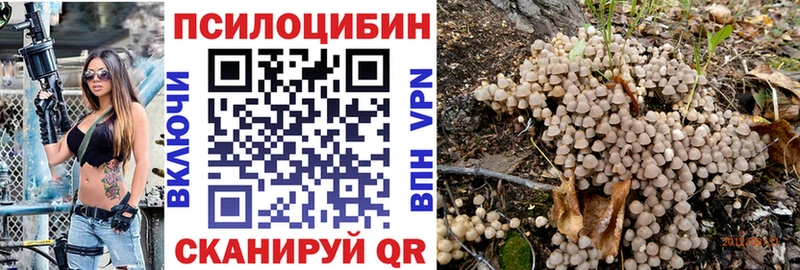 магазин    Бородино  Псилоцибиновые грибы Psilocybe 
